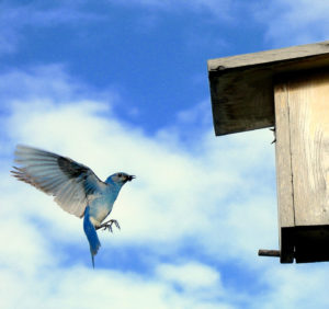 Labour of Love.In our backyard near Red Deer RiverPhoto © Tjarda Barratt