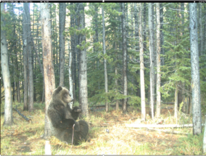 Grizzly Bear relaxing with a full tummy near Sullivan Creek, just west of Longview, AlbertaSubmitted by: Robin Arthurs