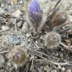 Crocus bud spotted on the 2021 Crocus Hunt Adventure